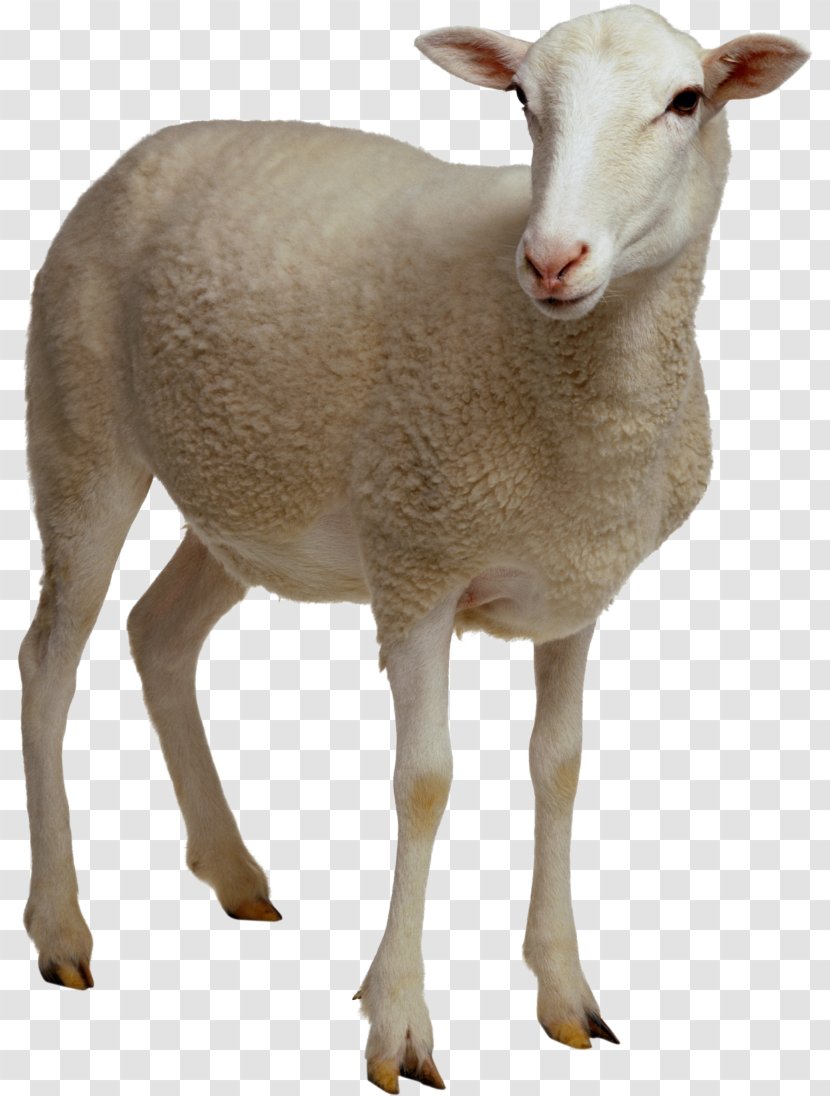 Sheep Digital Image Clip Art - Snout - Farm Transparent PNG