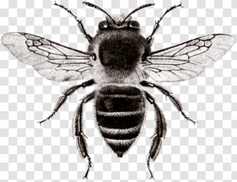 Honey Bee Hornet White Transparent PNG