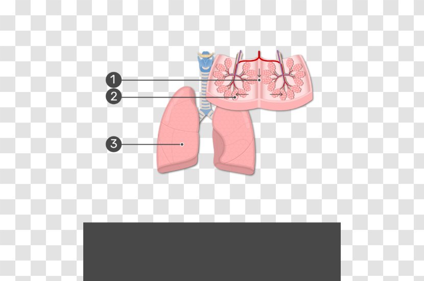 Lung Lobe Bronchiole Anatomy Respiratory System - Watercolor - Heart Transparent PNG