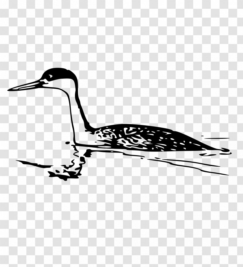 Western Grebe Clip Art - Wing Transparent PNG