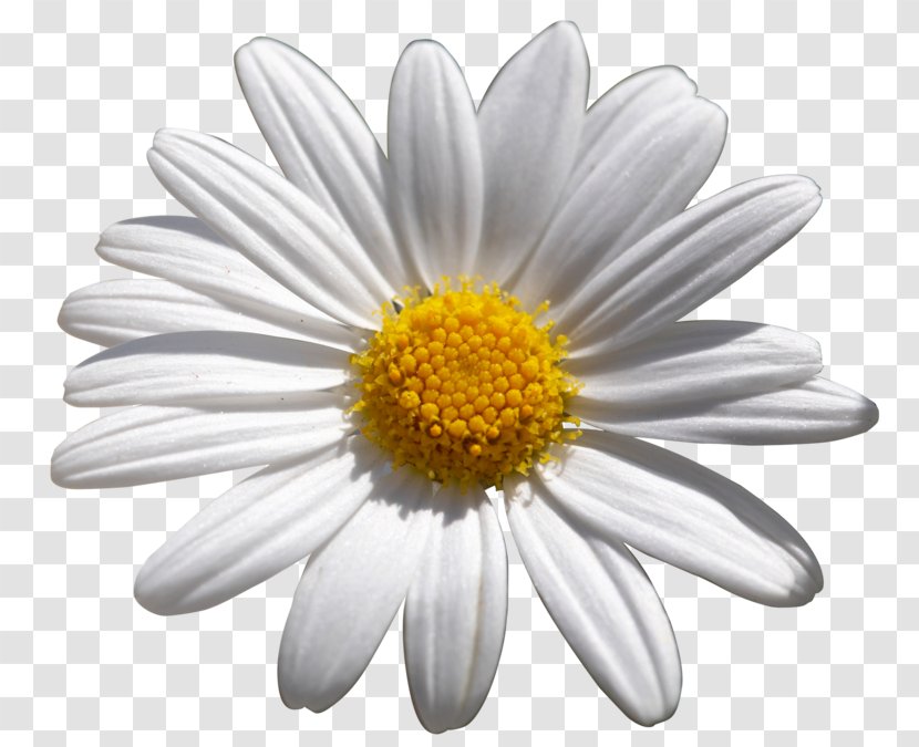 Common Daisy Flower Shasta African Daisies - Family Transparent PNG