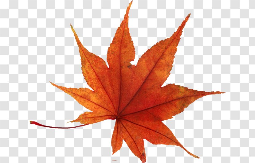 Autumn Leaf Color Clip Art Transparent PNG