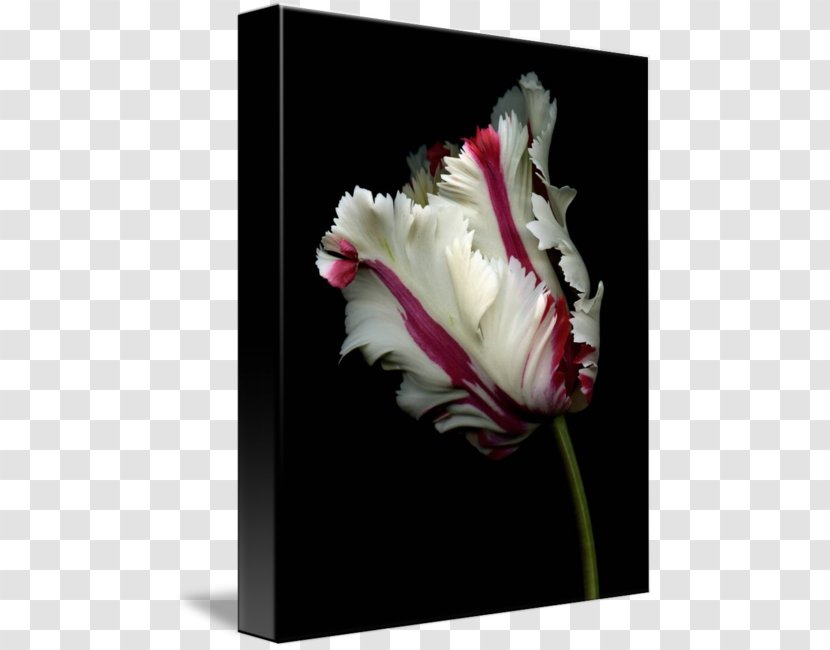 Flower Rose Bulb Seed Plant - White Tulip Transparent PNG