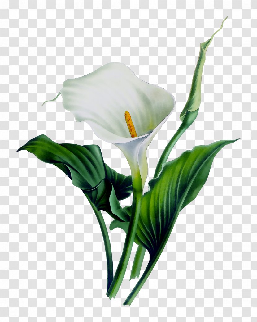 Arum Lilies Arum-lily Shower Curtains Bog - Plants - Ceramic Transparent PNG