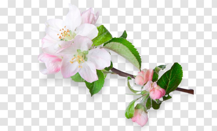 Blossom Flower Apples Royalty-free - Plant - Agriculture Transparent PNG