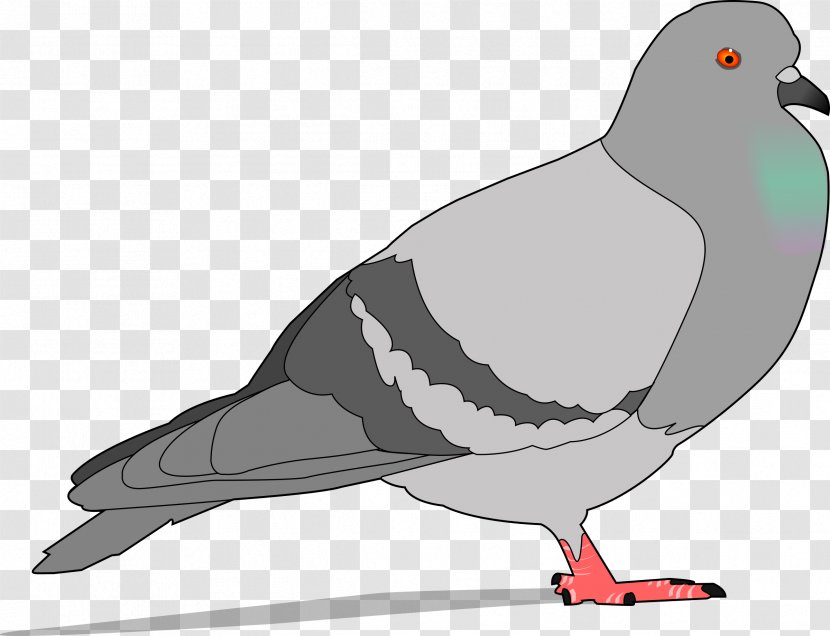 Homing Pigeon Columbidae Bird Clip Art - Stock Dove - Crow Transparent PNG