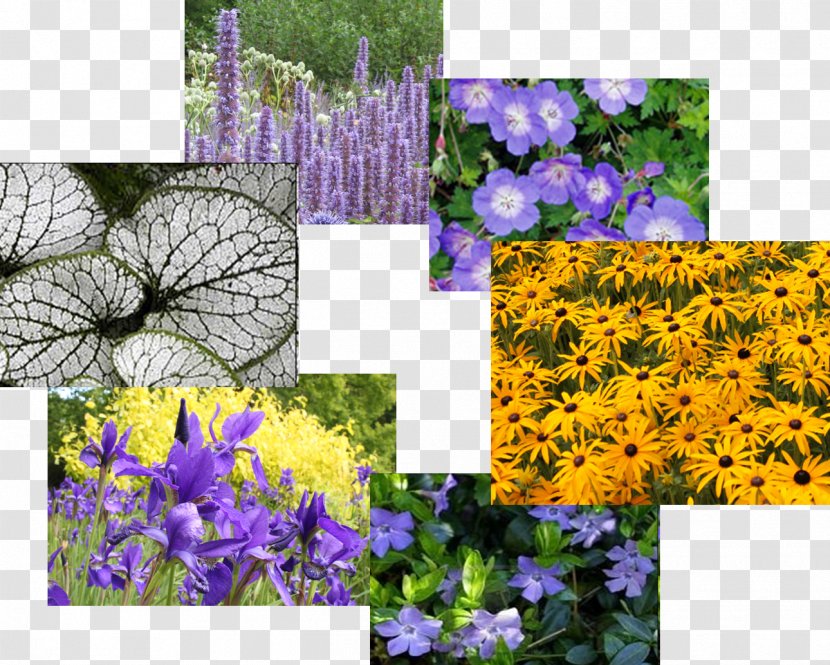 English Lavender Black Eyed Susan (RUDBECKIA FULGIDA) GOLDSTRUM Golden Dark Flowers Approx 50 Seeds Black-eyed Annual Plant - Violet - Miscanthus Transparent PNG