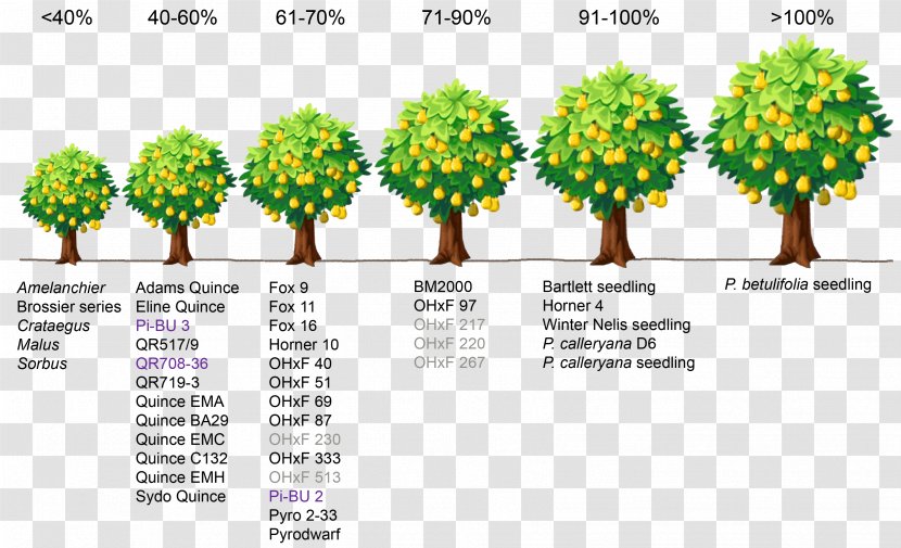 Fruit Tree Rootstock Pear Dwarfing - A Row Of Trees Transparent PNG