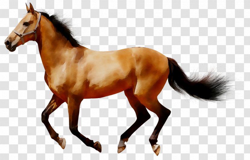 Arabian Horse American Quarter Clip Art Image - Animal Figure Transparent PNG