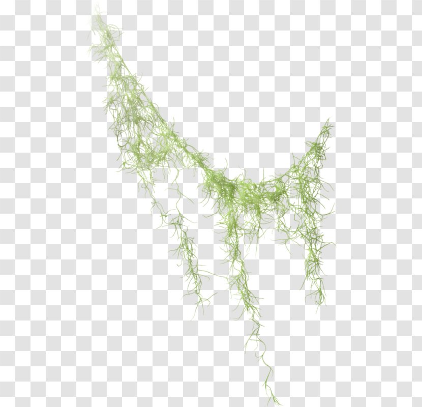 Plant Stem Vine Conifer Cone Leaf Cortex - Grass - Vines Rattan Transparent PNG