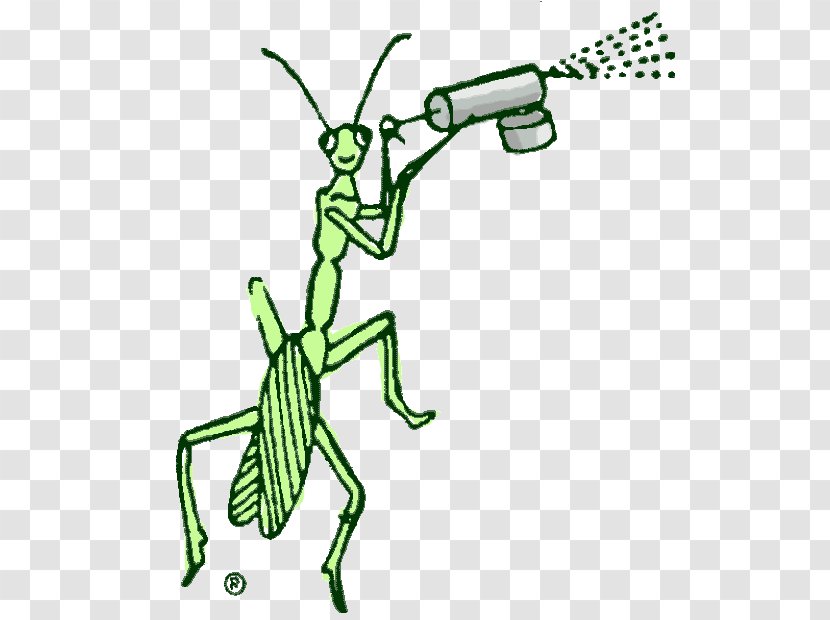 Insect Illustration Pest Cartoon Desktop Wallpaper - Green - Powder Post Beetles Transparent PNG