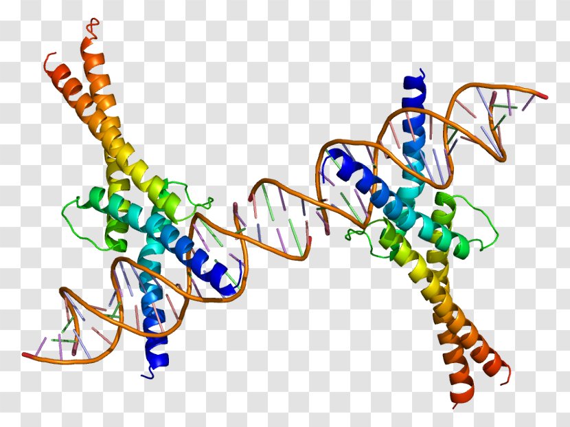 Housekeeping Gene Sterol Regulatory Element-binding Protein 1 Cell Expression - Function - Organism Transparent PNG