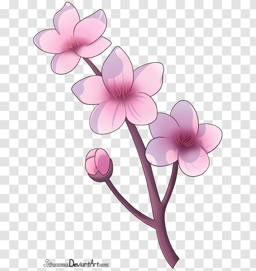 Cherry Blossom Drawing Flower Petal - Heart Transparent PNG