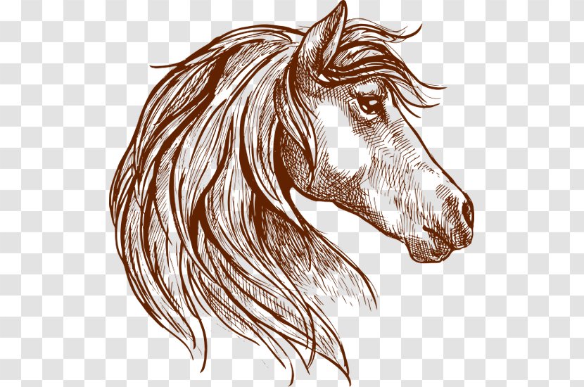 Horse Vector Graphics Drawing Mare Illustration - Hair - Head Sketch Transparent PNG