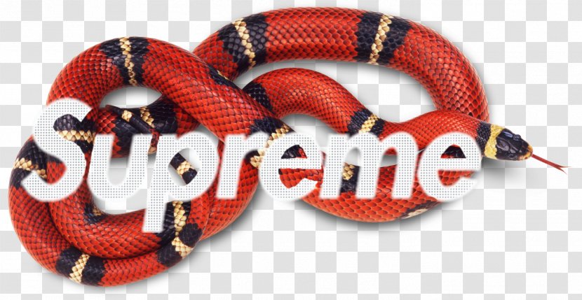 Common Garter Snake Reptile Coral Red-bellied Black - Redbellied - Gucci Transparent PNG