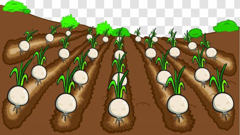Farmer Cartoon Onion Vegetable - Food - Field Material Transparent PNG