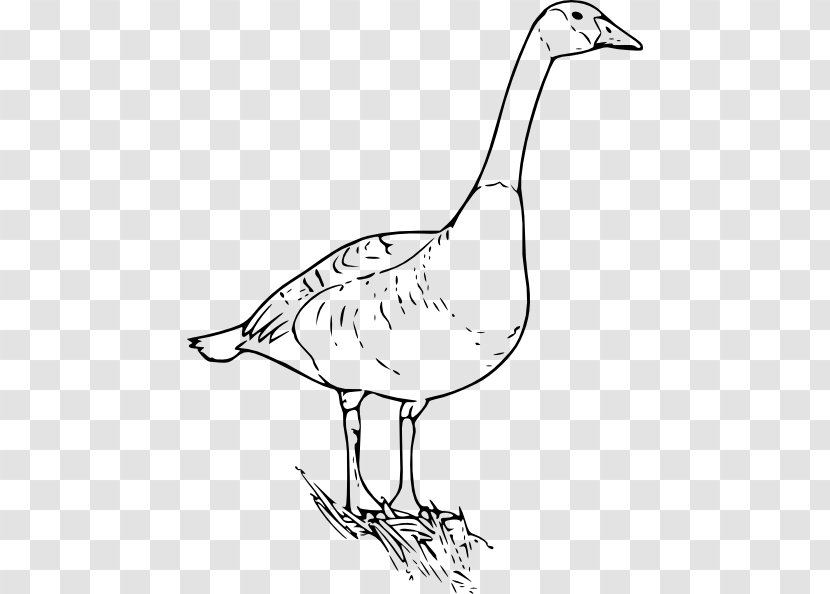 Canada Goose Bird Clip Art - Drinkware - Cliparts Transparent PNG