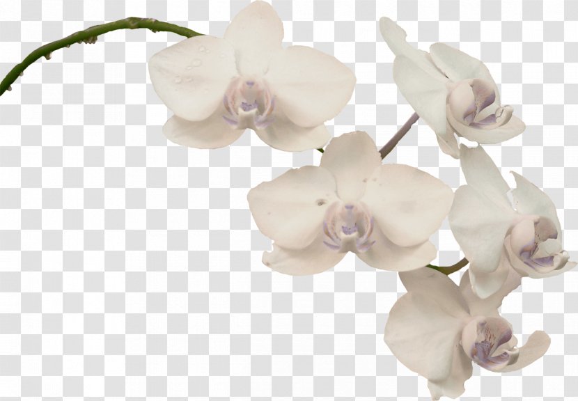 Moth Orchids Plant Clip Art - Digital Image Transparent PNG