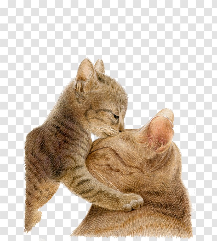 European Shorthair Printed T-shirt Whiskers Kitten - Fur - Free Cute Cat Illustration Matting Transparent PNG