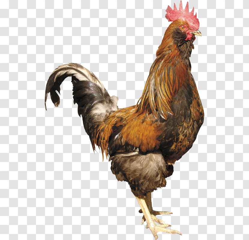 Chicken - Fauna Transparent PNG