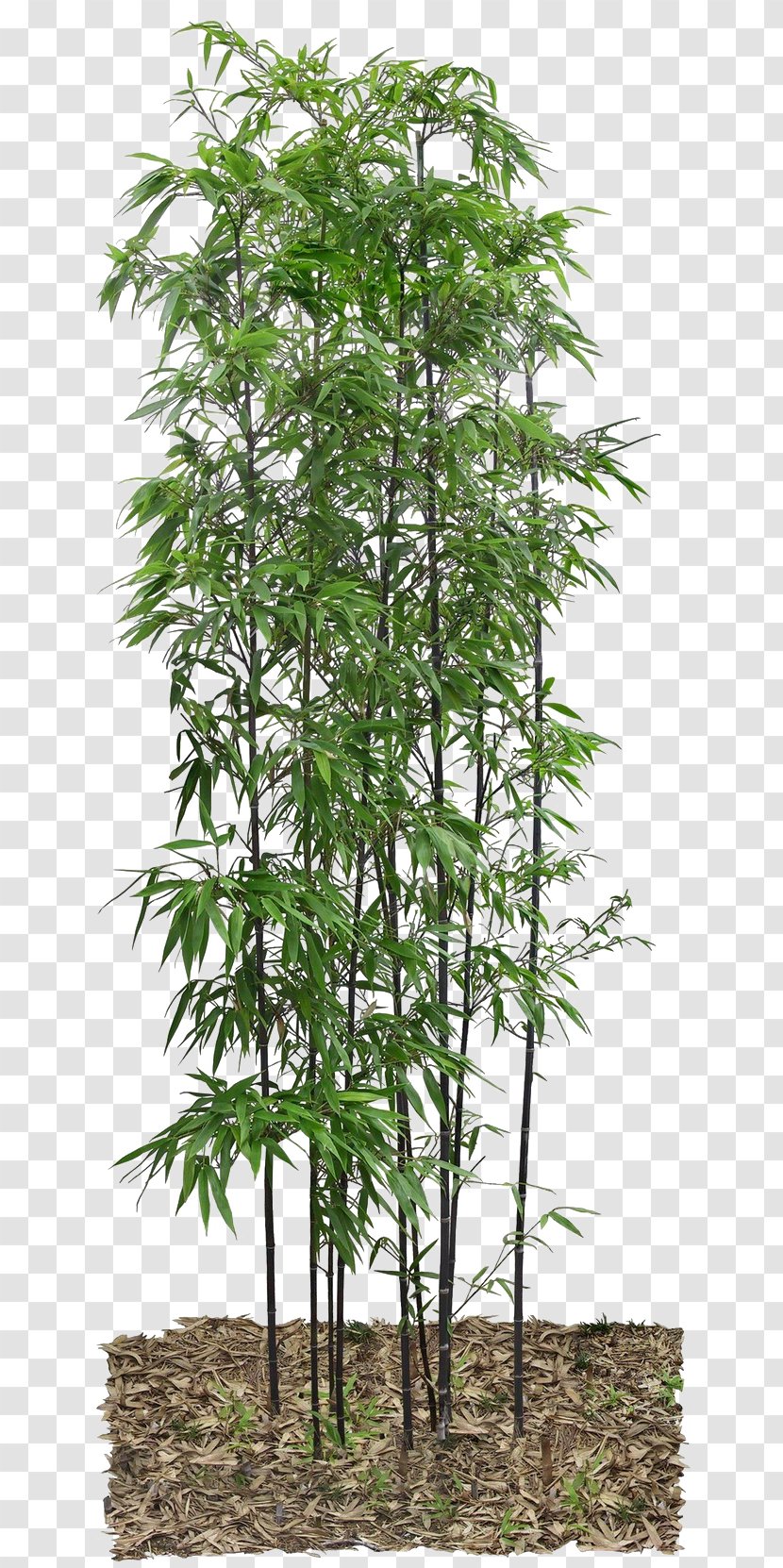 Bamboo - Houseplant - Leaves Transparent PNG