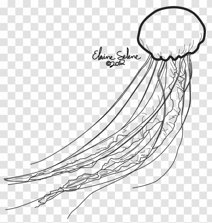 Jellyfish Line Art Drawing Invertebrate Transparent PNG