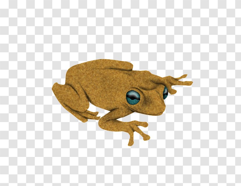 Toad True Frog Tree Transparent PNG