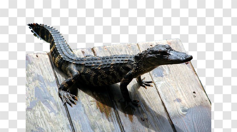 Everglades Reptile American Alligator Crocodile Snake - Small Transparent PNG