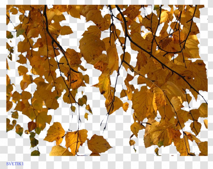 Birch Maple Leaf Clip Art - Deciduous - Autumn Transparent PNG