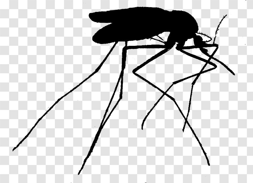 Mosquito Black & White - Monochrome - M Insect Illustration Clip Art Transparent PNG