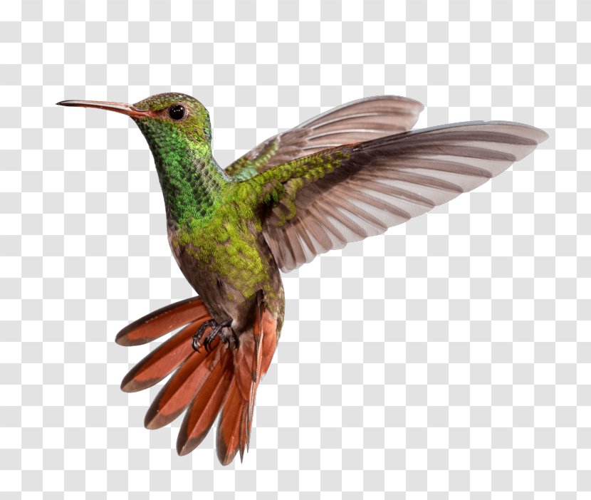 Rufous-tailed Hummingbird Beak Ruby-throated Bee - Bird Transparent PNG