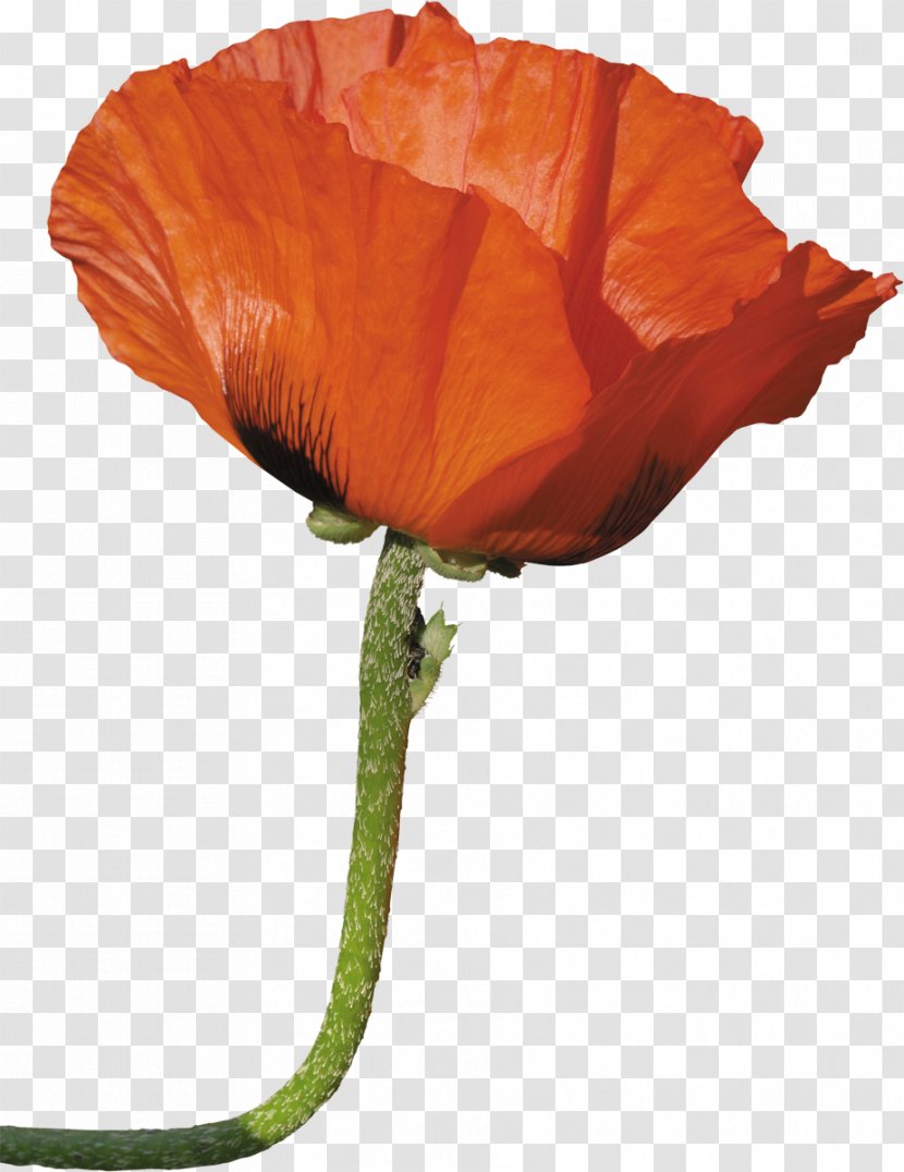 Common Poppy Opium Flower - Family Transparent PNG