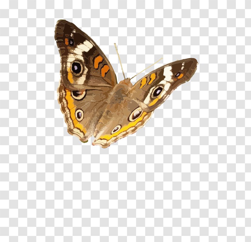 Brush-footed Butterflies Butterfly Insect Common Buckeye Clip Art - Tree Transparent PNG