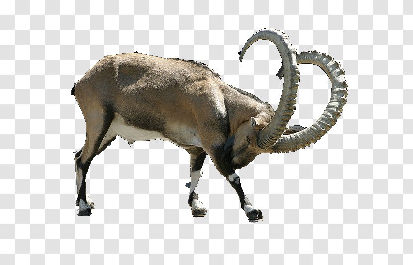 Alpine Ibex Goat Chamois - Antelope Transparent PNG