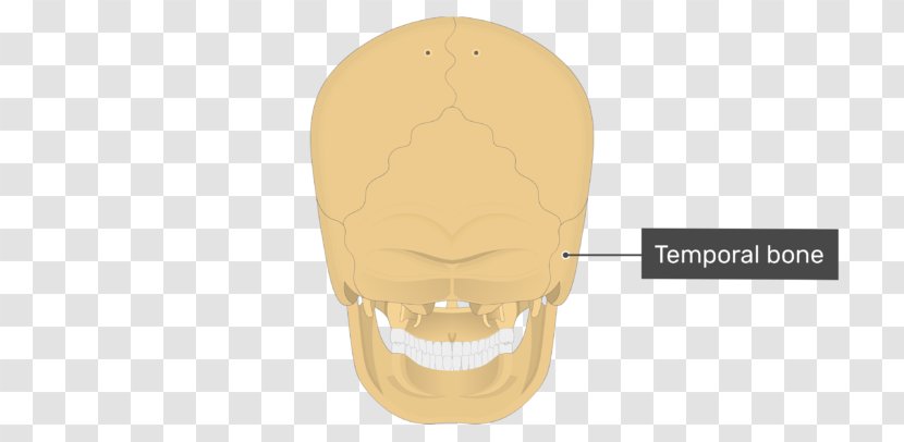 Temporal Bone Skull Mastoid Process Occipital - Muscle - Skeletal System Transparent PNG