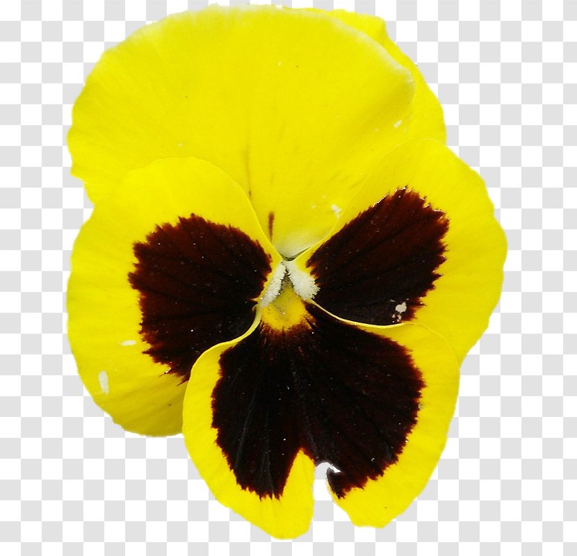 Pansy Sowing Biennial Plant Seed - Viola Transparent PNG