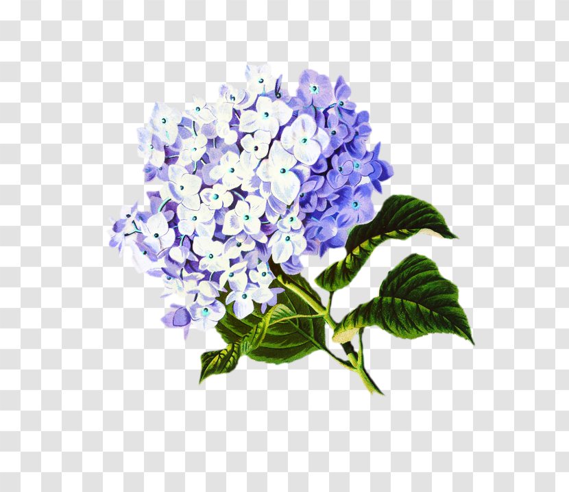 Flowers Background - Publishing - California Lilac Cornales Transparent PNG