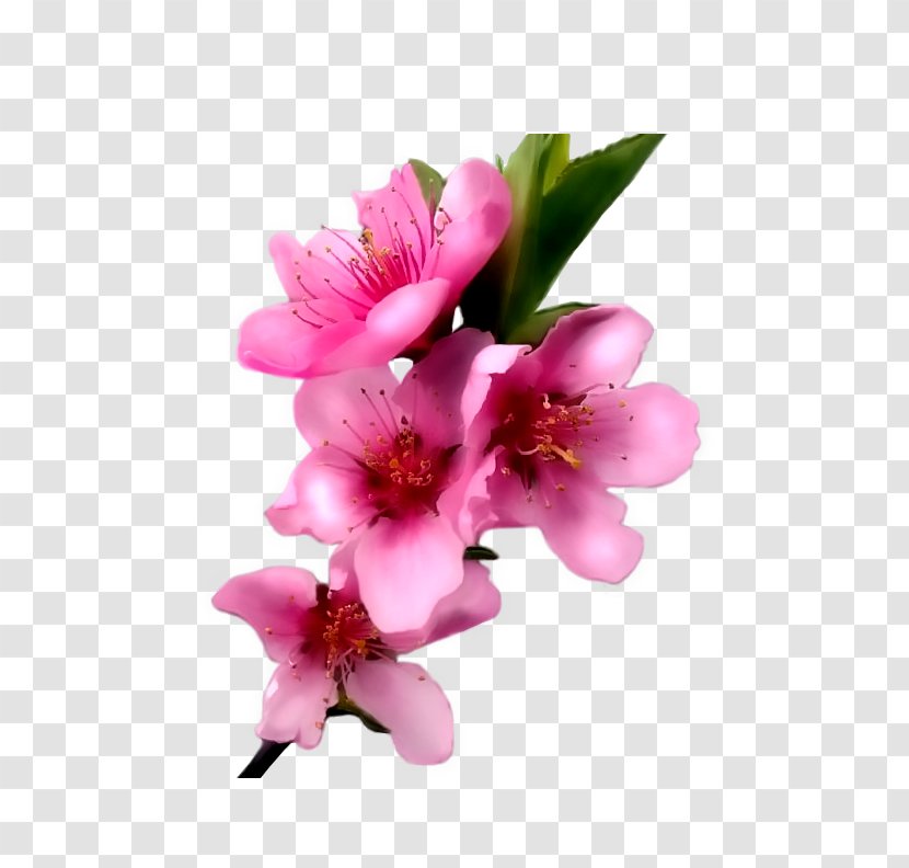 Cut Flowers Flower Bouquet Clip Art - Petal Transparent PNG
