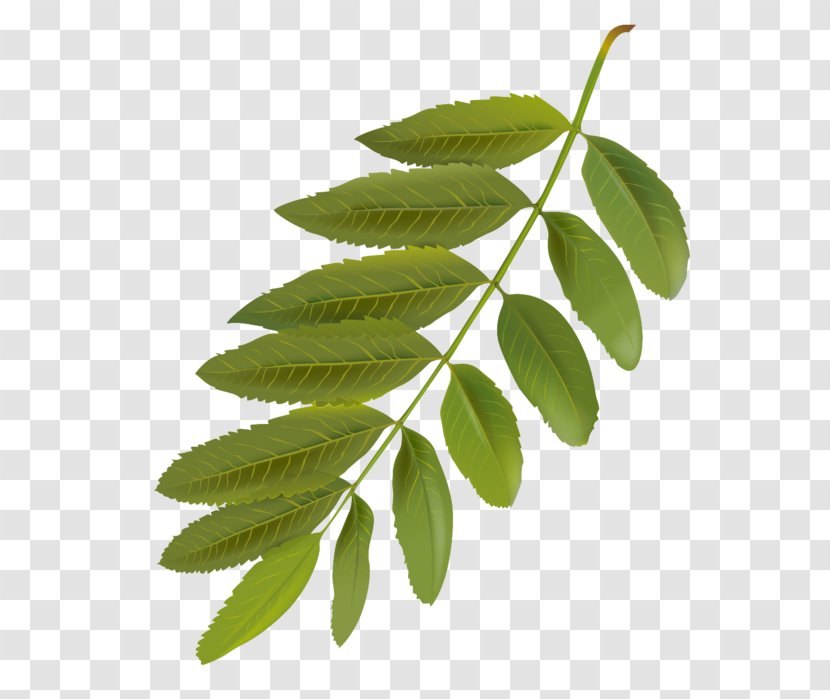 Leaf Flower Plant Tree Woody - Stem Smooth Sumac Transparent PNG
