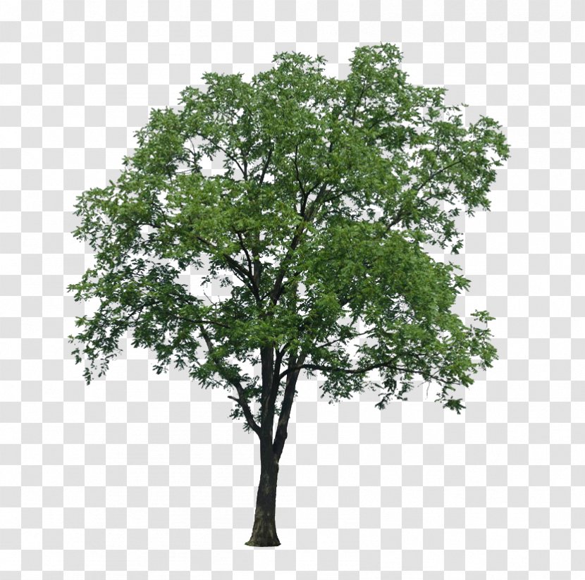 Populus Nigra Tree Architecture - Arbol Transparent PNG