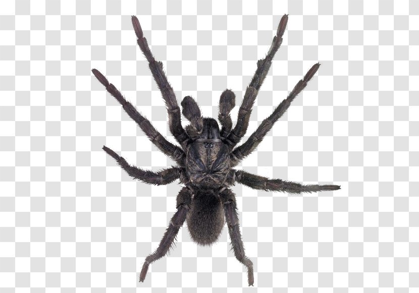 Sydney Funnel-web Spider Clip Art - Arthropod Transparent PNG