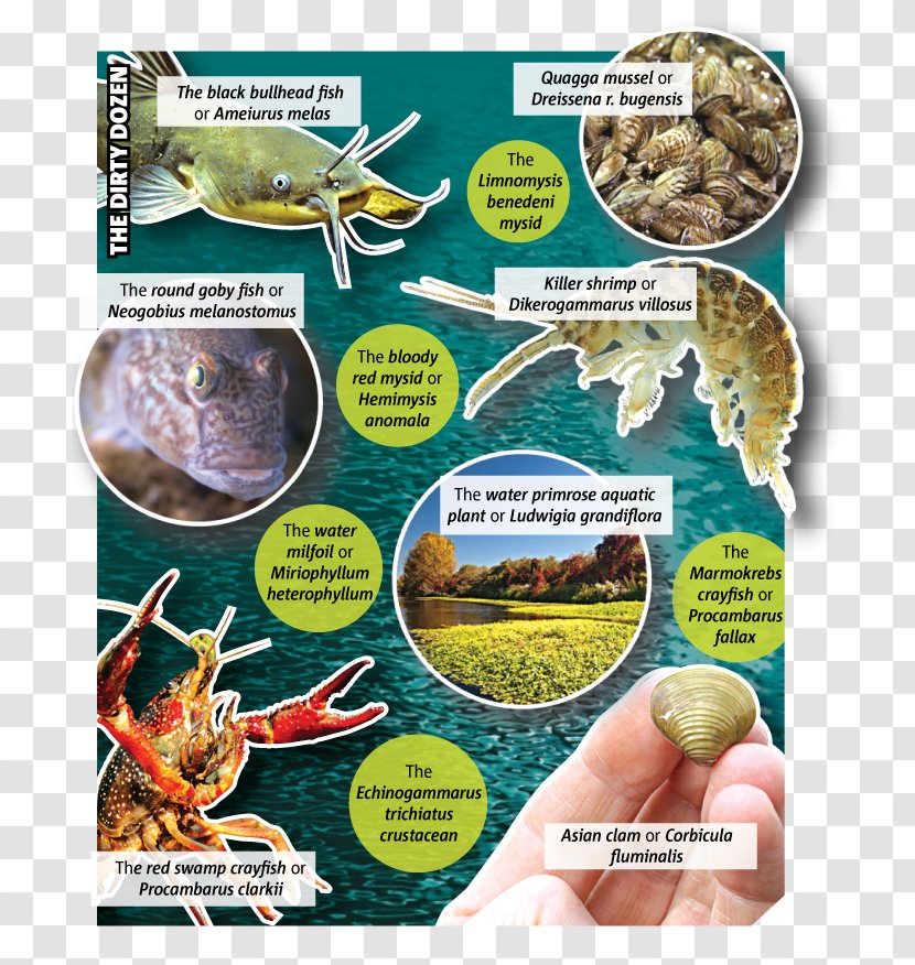 Ecosystem Fauna Fish Products Recipe Transparent PNG
