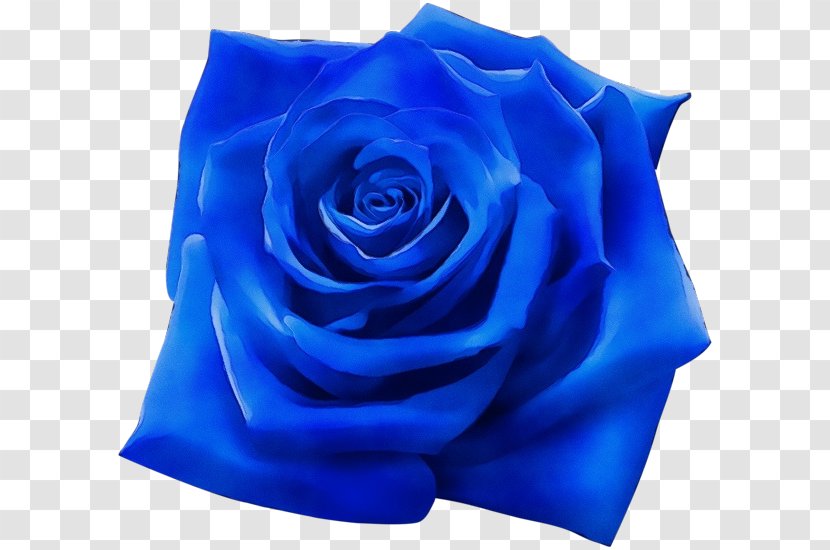 Blue Watercolor Flowers - Rose - Floribunda Electric Transparent PNG