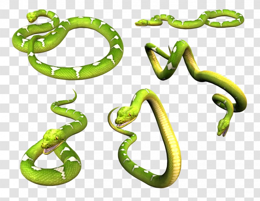 Smooth Green Snake Clip Art - Image Picture Download Free Transparent PNG