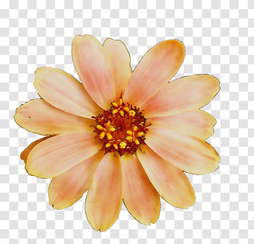 Chrysanthemum Yellow Transvaal Daisy Dahlia - Family - Annual Plant Transparent PNG