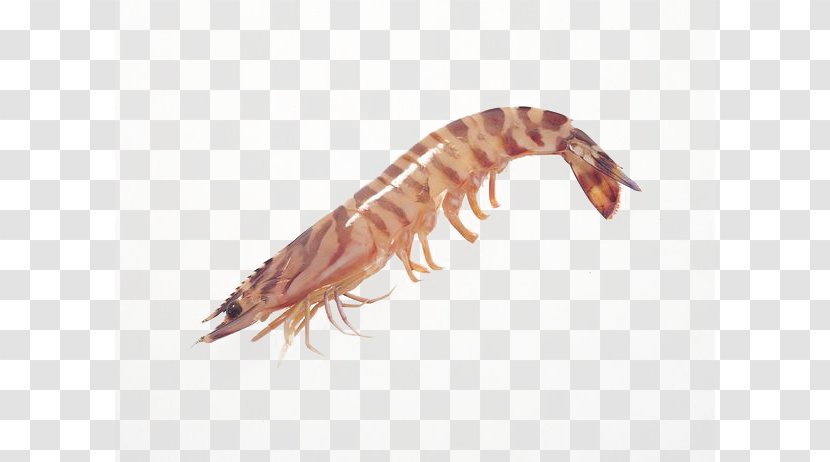 Caridea Whiteleg Shrimp Chinese White Seafood - Ingredient - New Transparent PNG