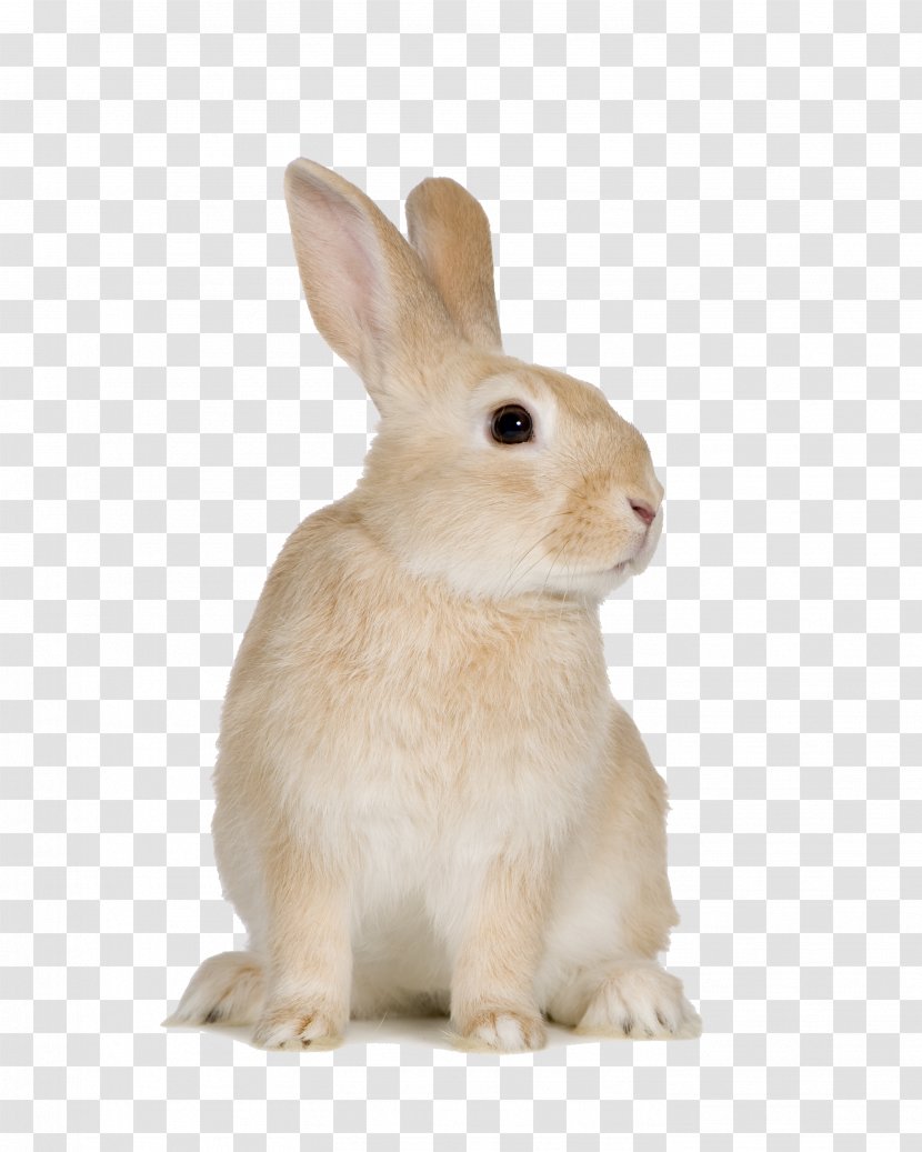 Easter Bunny Beige Rabbit Rodent European Domestic - Cute Little Transparent PNG