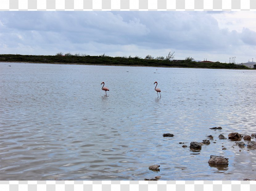 Water Resources Recreation Loch Pond - Wetland - Reservoir Transparent PNG