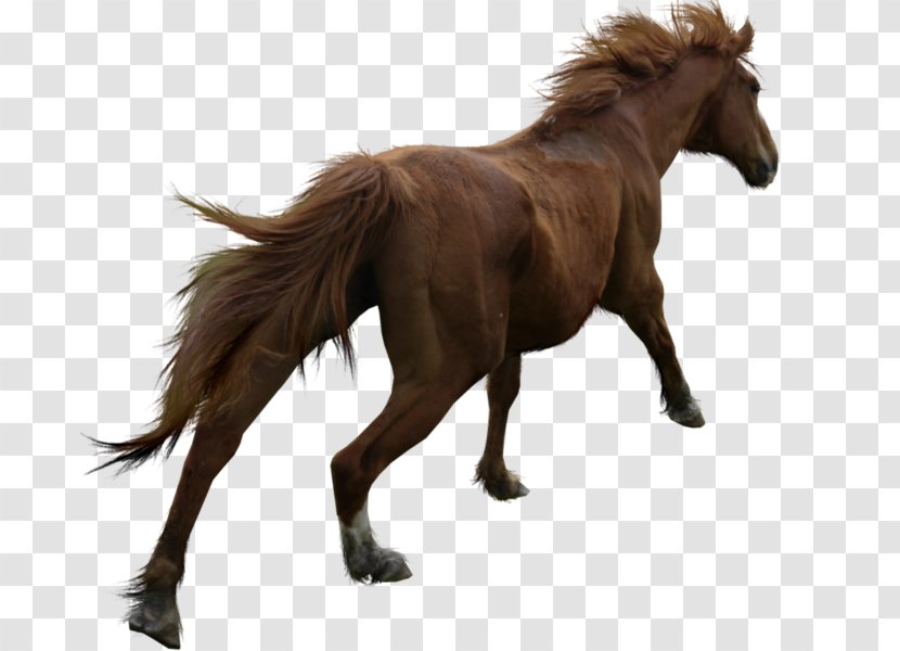 Mane Breyer Animal Creations Pony Mustang Model Horse - Mare Transparent PNG