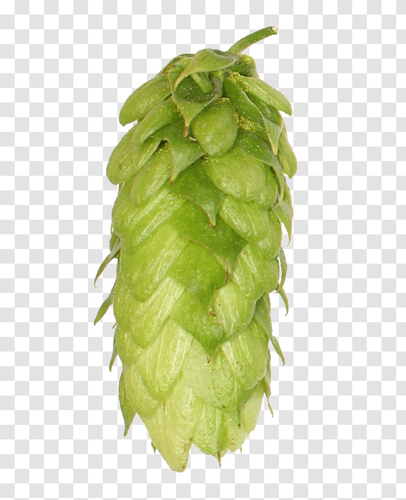 Beer India Pale Ale Common Hop Hops Brewery - Shop Transparent PNG